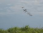 Pelicans on Padre