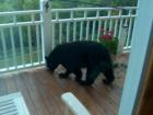 He, uh, couldn't bear to pass up a tasty treat of birdseed...