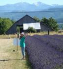 Angel Farm Lavender Farm