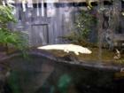 The white crocodile at Hogle Zoo, Salt Lake City