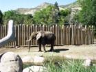 Elephant at Hogle Zoo, Salt Lake City