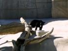 American black bear at Hogle Zoo, Salt Lake City