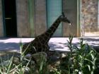 Giraffe at Hogle Zoo, Salt Lake City