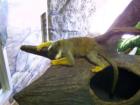 Little monkey at Hogle Zoo, Salt Lake City