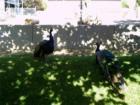 Peacocks at Hogle Zoo, Salt Lake City