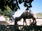 Bactrian Camel at Hogle Zoo, Salt Lake City