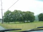 Linden trees on Mt. Baker Highway