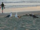 Sea Gulls and Sandpipers can be found at the water's edge.