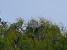 This egret with a big voice has parked itself in one of the tall trees in the canal.
