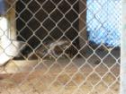 Want to get close to a tiger? Go to Durham!