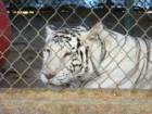 White Bengal Tiger at the Barry S. Kirshner Wildlife Foundation in Durham,California!
      
      So peaceful...yet so powerful!
      
      You are literally 10 feet away from them with only 2 fences of seperation!