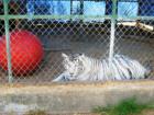 Anyone want to play with the big red ball with him in Durham?