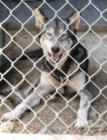 Wolf at Barry S. Kirshner in Durham,California.