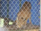 Bobcat at Barry S. Kirshner in Durham,California