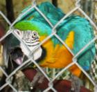 Barry R. Kirshner Wildlife Foundation in Durham, California has awesome birds as well!