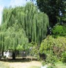 Awesome weeping trees in Durham,California!