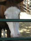 If you're looking for great horse properties, Durham,California is a great place to look!