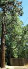 Cool trees from around the world are found in Chico, with much thanks to John and Annie Bidwell.