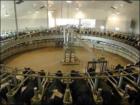 Bos Dairy Cow Milking
