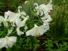 Casablanca Lillies