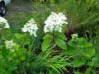 Hydrangea, Bellingham, Washington