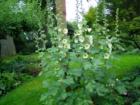 Hollyhocks, Bellingham, Washington