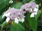 Hydrangea, Bellingham, Washington