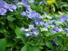 Hydrangea, Bellingham, Washington