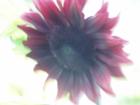 Sunflower, Bellingham, Washington