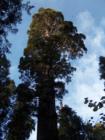 Big Trees State Park Arnold CA