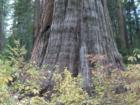 Fall In Big Trees State Park in Arnold CA. What an experience to walk in the park in the Fall. 