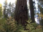 Fall in Big Tree State Park Arnold CA