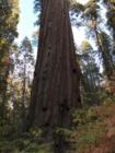Another magnificent Giant In Big Trees State Park in Arnold CA