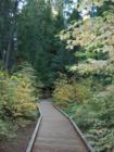 Walking Path Big Trees State Park in Arnold CA