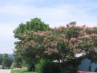 Mimosa Tree in Shell Knob, MO
