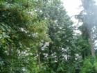 Tree canopy: Camano