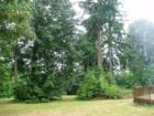 Surrounded by trees