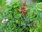 Cornwall Park neighoborhood garden