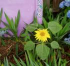 Cornwall Park neighborhood garden