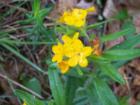 Who doesn't love native vegetation?