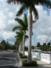 Palm tree lined sidewalks at the Twin Dolphin Marina