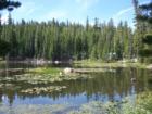 Mosquito Lake near Bear Valley 
      