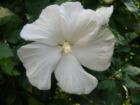 Tropical foliage is part of summertime beauty