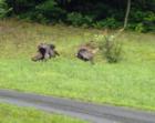 Wild Turkeys in beautiful Whittier,NC!