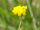 Wildflowers grow up and down the Mississippi River and on the Bluffs. This is a small flower I saw on a walk today called Birds-Foor Trefoil.