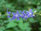 Tall Bellflower is a striking deep blue-purple flower that is found in shady areas along the Mississippi River Valley.