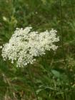 Queen Anne's Lace is EVERYWHERE in Wisconsin right now.