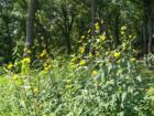 False sunflower can be found in large groupings along prairie areas in Wisconsin and are a brilliant yellow color.