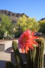 View of Golden Gate Mountain from a back yard in Tucson Estates II