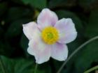 Japanese Anemone in a Bellingham garden